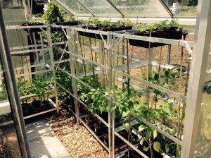 And the right hand side of the greenhouse.