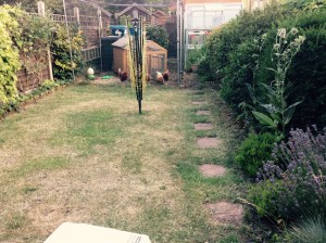 And the back garden. I keep watering the grass, but we've had so little rain, the grass is still turning brown. Still it's greener than the grass out the front.