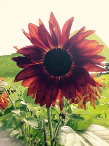 Red Sun Sunflowers, gorgeous and unusual.