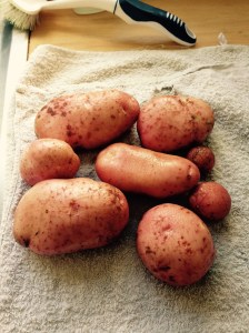 All from one Potatoes plant. Some great sized spuds perfect for baking.
