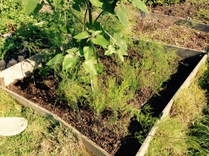 Asparagus bed all clean and tidy.