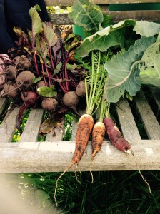 Some wonderful Beetroot and 3 Carrots. All are the proper shape, I must have done something wrong!