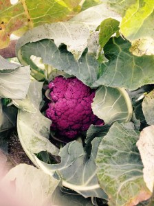 Yes it's really that colour!! I think they look brilliant. You'd never find this in a shop!!