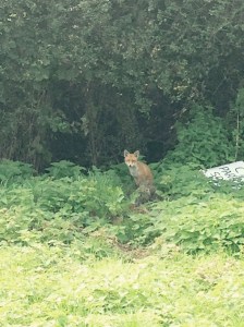 I spy with my little eye something beginning with F!!