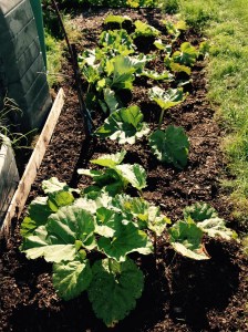 Another successful year on the eRhubarb front. You can rest over the winter my precious!!