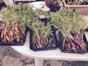 Apart from the odd rogue Potato and a few Onions, everything else is a Carrots.