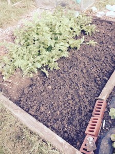 Just the Parsnips are left in this bed. Hope they don't get too lonely.