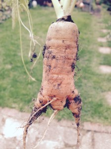 Give this Carrot a couple of wings and it'll look like a chicken all ready for the oven.