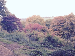 The trees are turning so beautifully at Winkworth.