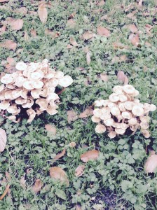 Some spectacular fungus could be found. Don't pick they're poisonous.