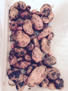 All these potatoes from just 3 plants. I've still got lots more to dig up though.