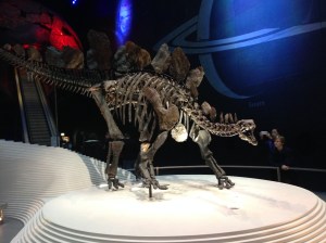 Baby Stegosaurus! She's watching us all as we go past. 