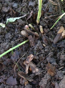 New Asparagus spears growing in December!! This isn't supposed to happen.