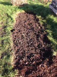 The Jerusalem Artichoke bed all weed free. I don't know where my frog went.