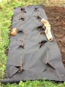 They may not look like much now, but hopefully these Raspberry canes will be full of fruit in the summer.