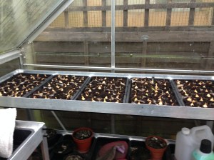 I have 8 trays in total of Onions all starting to grow. Please don't cry!!