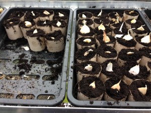 38 cloves of garlic all ready to start growing. This'll keep the vampires away!