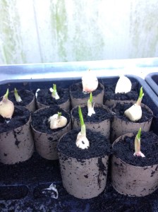 Some of my garlic has started to sprout.