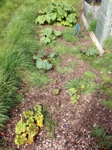 The Rhubarb is growing beautifully.