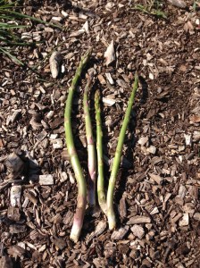 My very first Asparagus harvest!