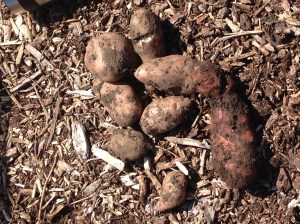 How I managed to miss these last year I don't know. Still there's enough for mashed potato for 4 people.