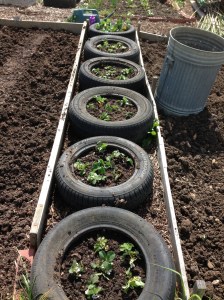 Some more strawberries in their new home. Still loads more to do.