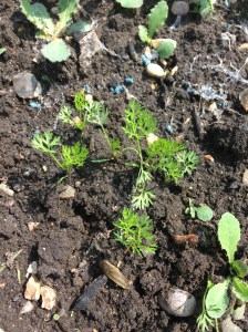 Carrots seedlings are doing well. I'm keeping my eye on that slug to the right of the picture.