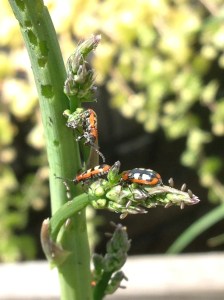 Asparagus beetles. Little buggers, I'll have to sort those out tomorrow.