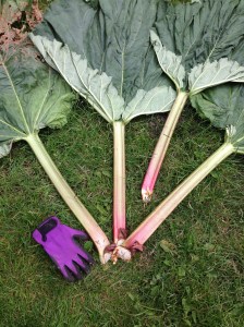 My massive rhubarb. The glove is in for scale.