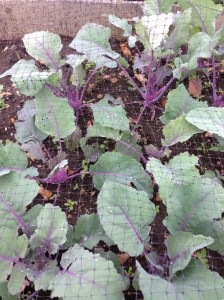 My Kohl Rabi are growing very well. All this rain has made them swell.