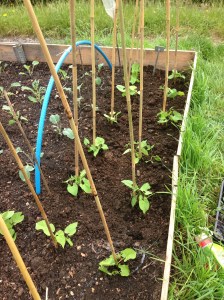 The last of the French Beans are now in.