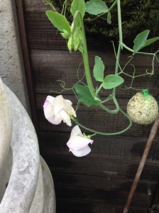 The first of the Sweet Peas. They smell like summer, shame the weather doesn't know it's summer as well.