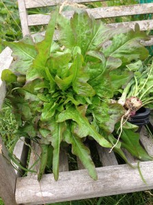 I'm very proud of this lettuce. I've got more nearly ready.