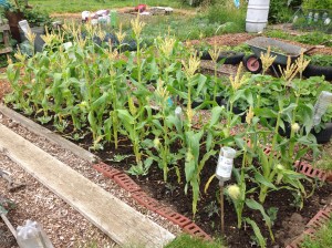 Swift F1 Sweet corn. All fed and watered.