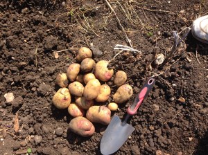 King Edward potatoes from one plant.