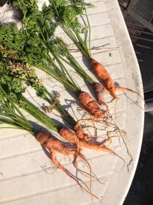 You wouldn't find these in the supermarket.