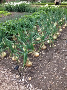These onions were bigger than my hand!