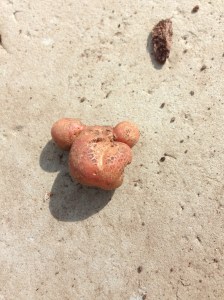 It may be small, but I think it looks like a teddybear head with ears.