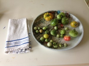 Place any green tomatoes on a tray and cover with a tea towel. They'll soon ripen.