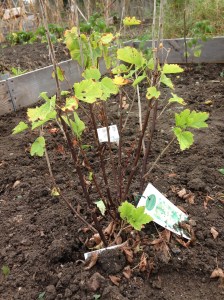 And a few on the White Currant as well.