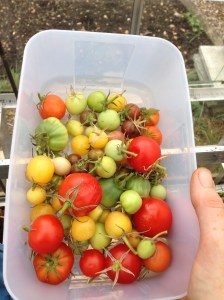 The last of this years tomatoes. They did very well this year.