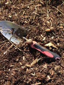 Snail wanting to help with the weeding....I don't think so!