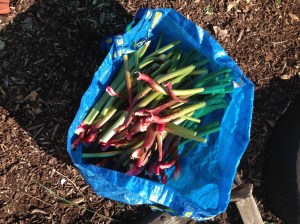 The Ikea blue bag is useful for so many things.